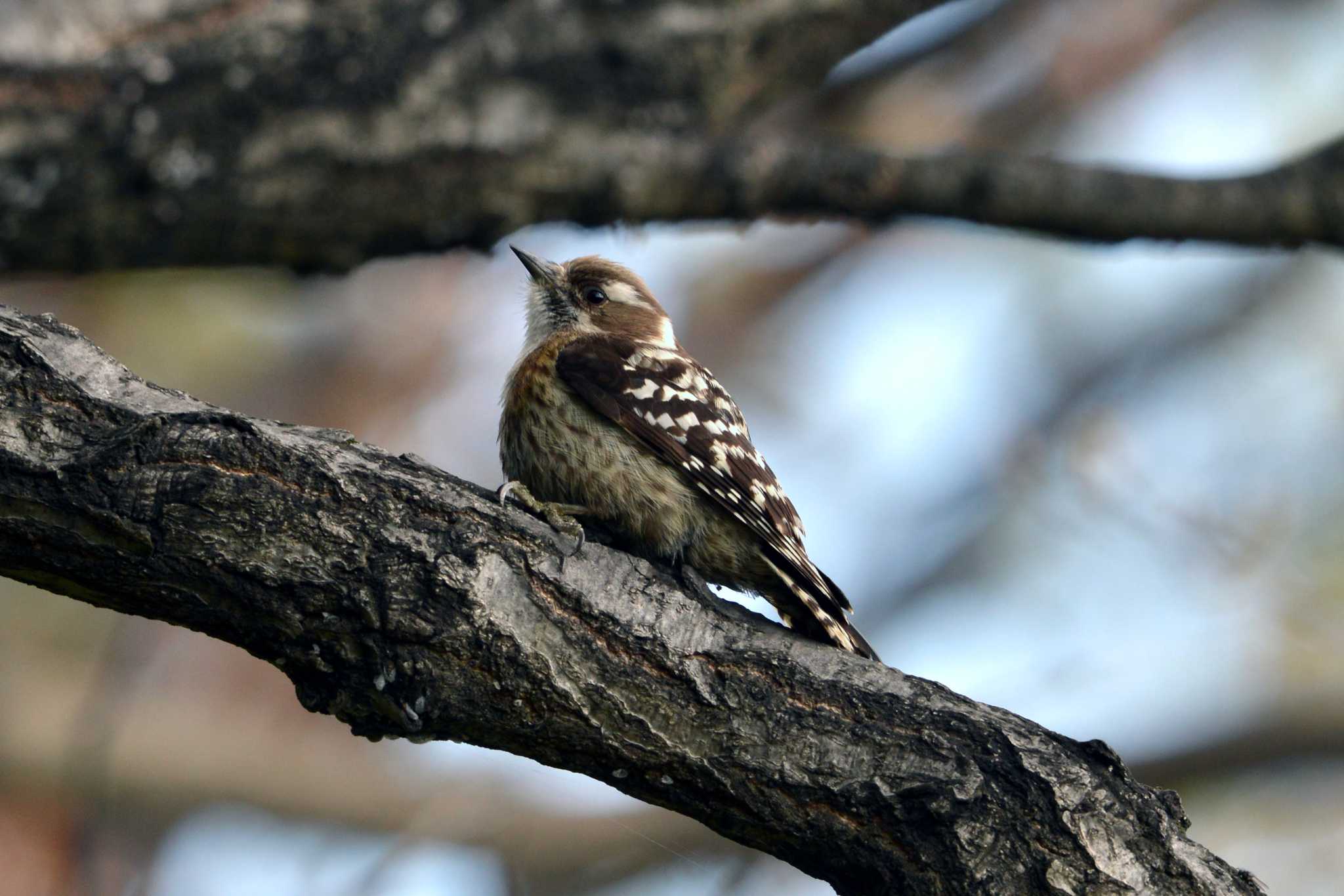 Japanese Pygmy Woodpecker