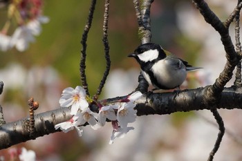 Japanese Tit 哲学堂公園 Thu, 4/2/2020