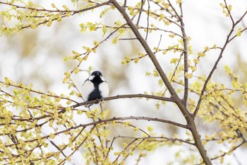 シジュウカラ 東京都立小金井公園 2020年3月29日(日)