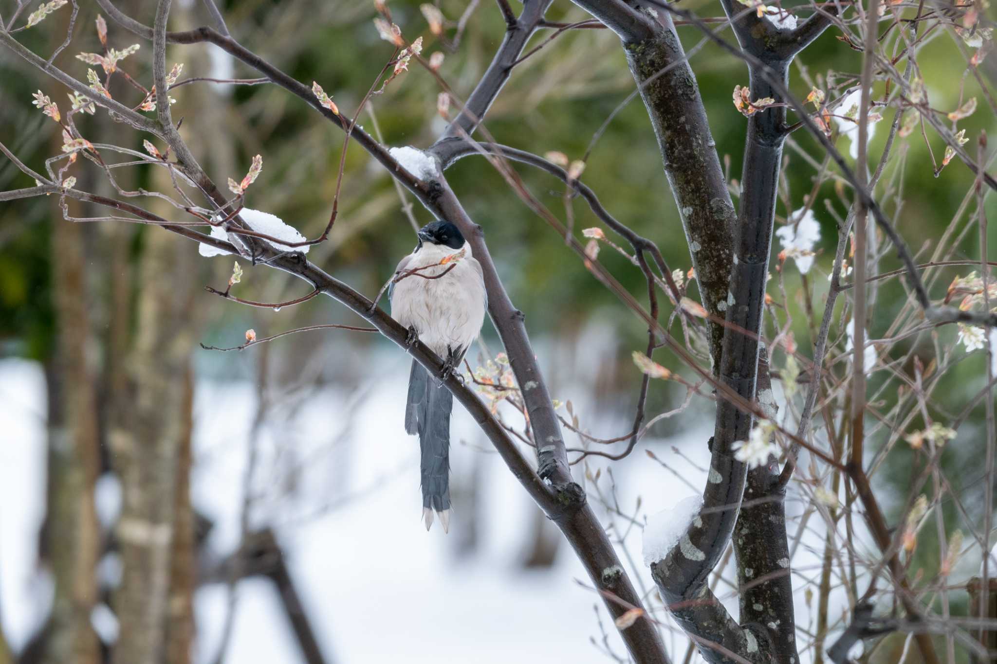 Photo of Azure-winged Magpie at 東京都立小金井公園 by Ken