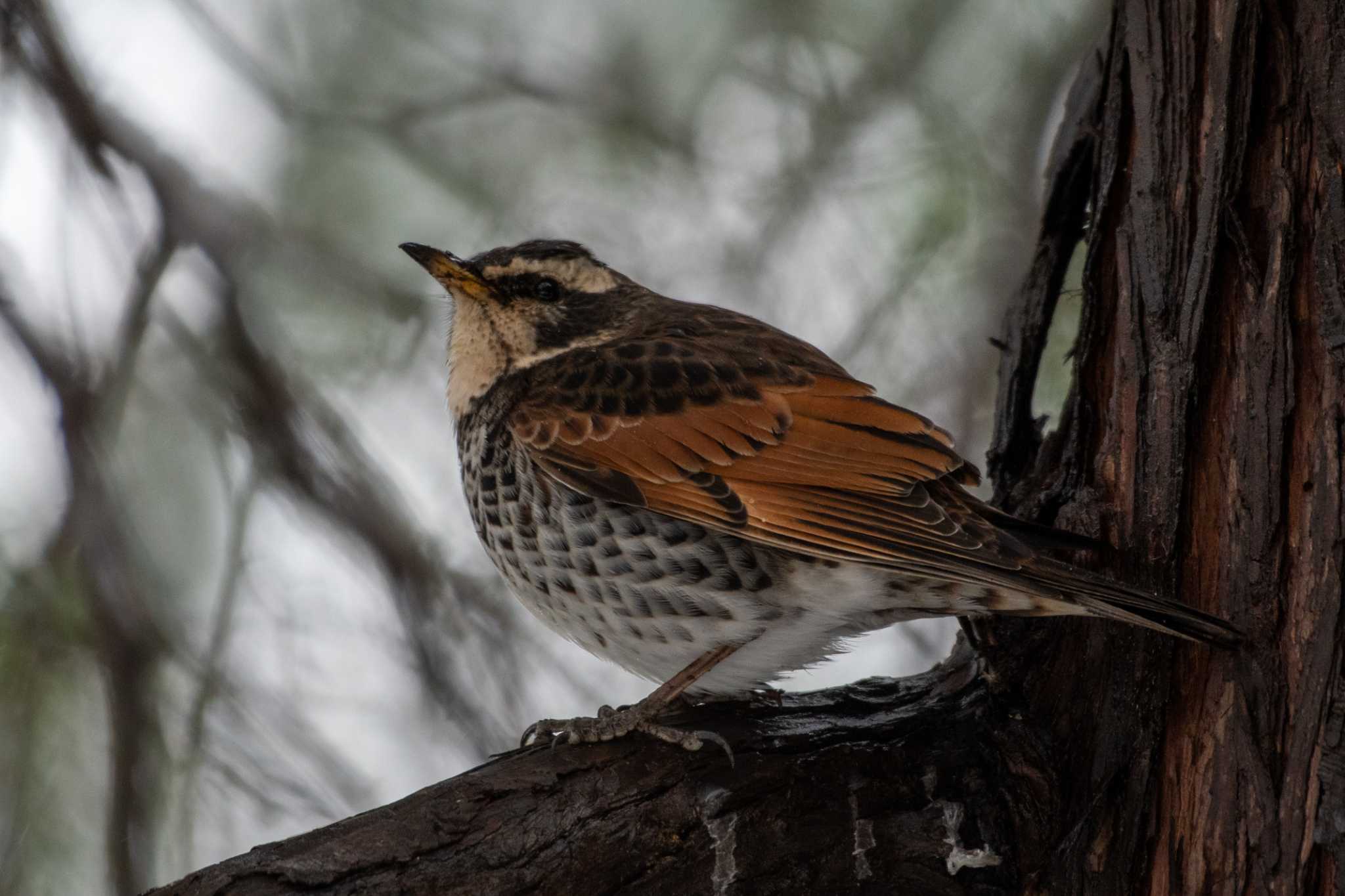 Photo of Dusky Thrush at 東京都立小金井公園 by Ken