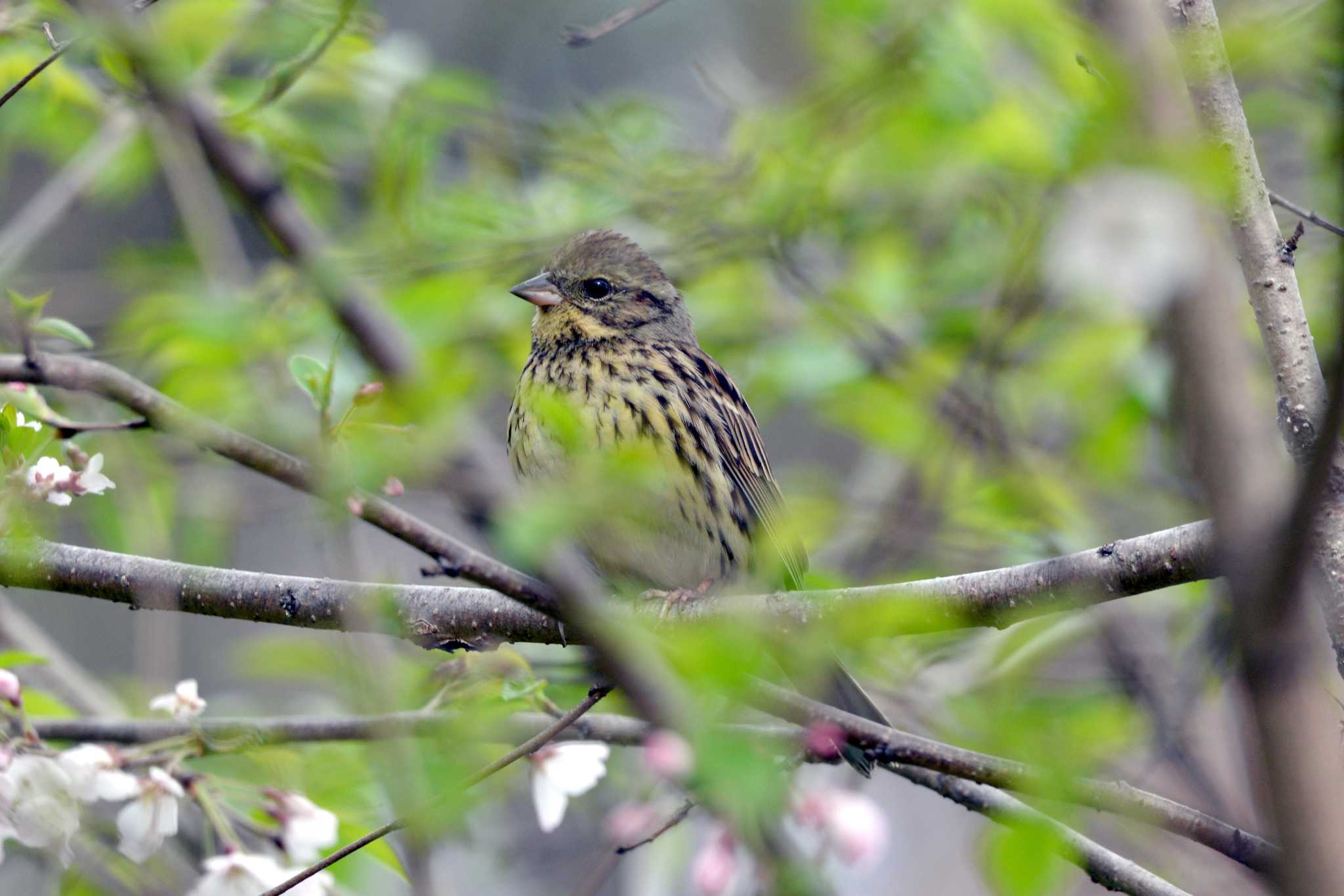 Photo of Masked Bunting at 加木屋緑地 by ポッちゃんのパパ