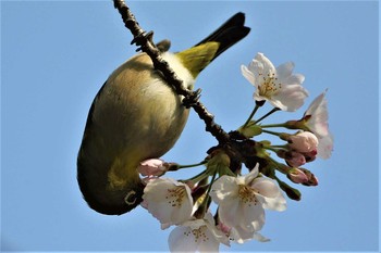 Warbling White-eye 愛知県 知多半島 Fri, 4/3/2020