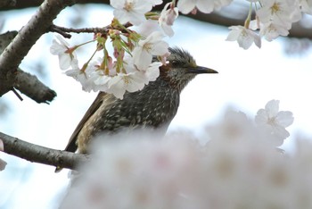 Brown-eared Bulbul Osaka Nanko Bird Sanctuary Sun, 4/3/2016