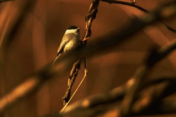 Willow Tit 群馬県 Wed, 3/25/2020