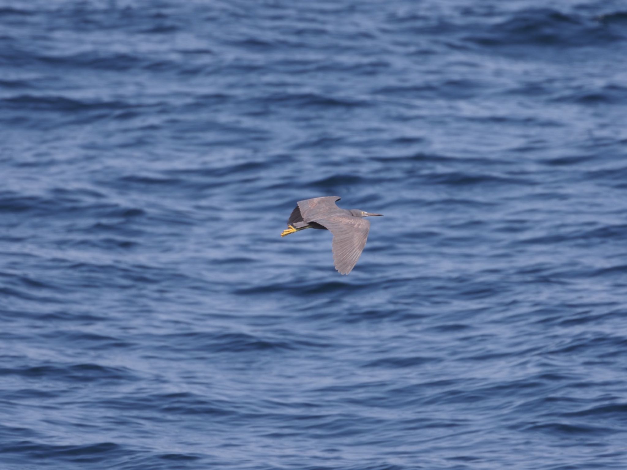 Photo of Pacific Reef Heron at 城ヶ島 by ふなきち