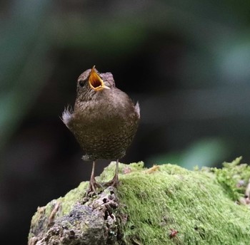 Eurasian Wren 東京都多摩地域 Wed, 3/25/2020