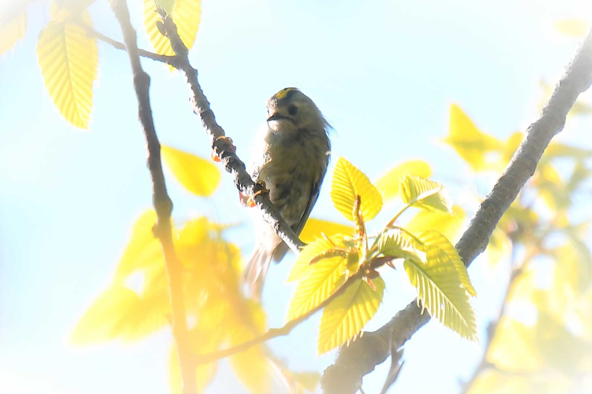 愛媛県新居浜市 キクイタダキの写真 by でみこ