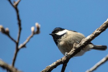 Japanese Tit 市民鹿島台いこいの森 Sat, 4/4/2020