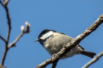 Japanese Tit 市民鹿島台いこいの森 Sat, 4/4/2020