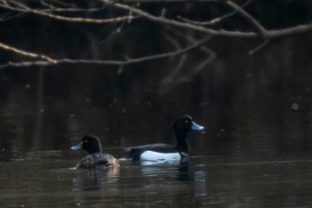 Tufted Duck 市民鹿島台いこいの森 Sat, 4/4/2020