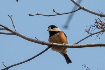 Varied Tit 市民鹿島台いこいの森 Sat, 4/4/2020