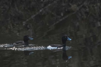 Tufted Duck 市民鹿島台いこいの森 Sat, 4/4/2020