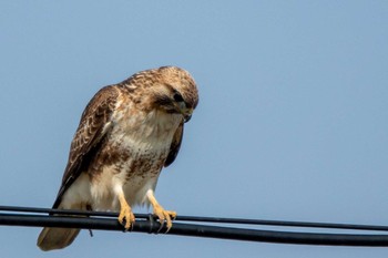 Eastern Buzzard 市民鹿島台いこいの森 Sat, 4/4/2020