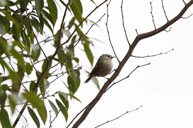 八柱霊園 キクイタダキの写真 by natoto