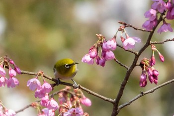 メジロ 涌谷城址 城山公園 2020年4月4日(土)