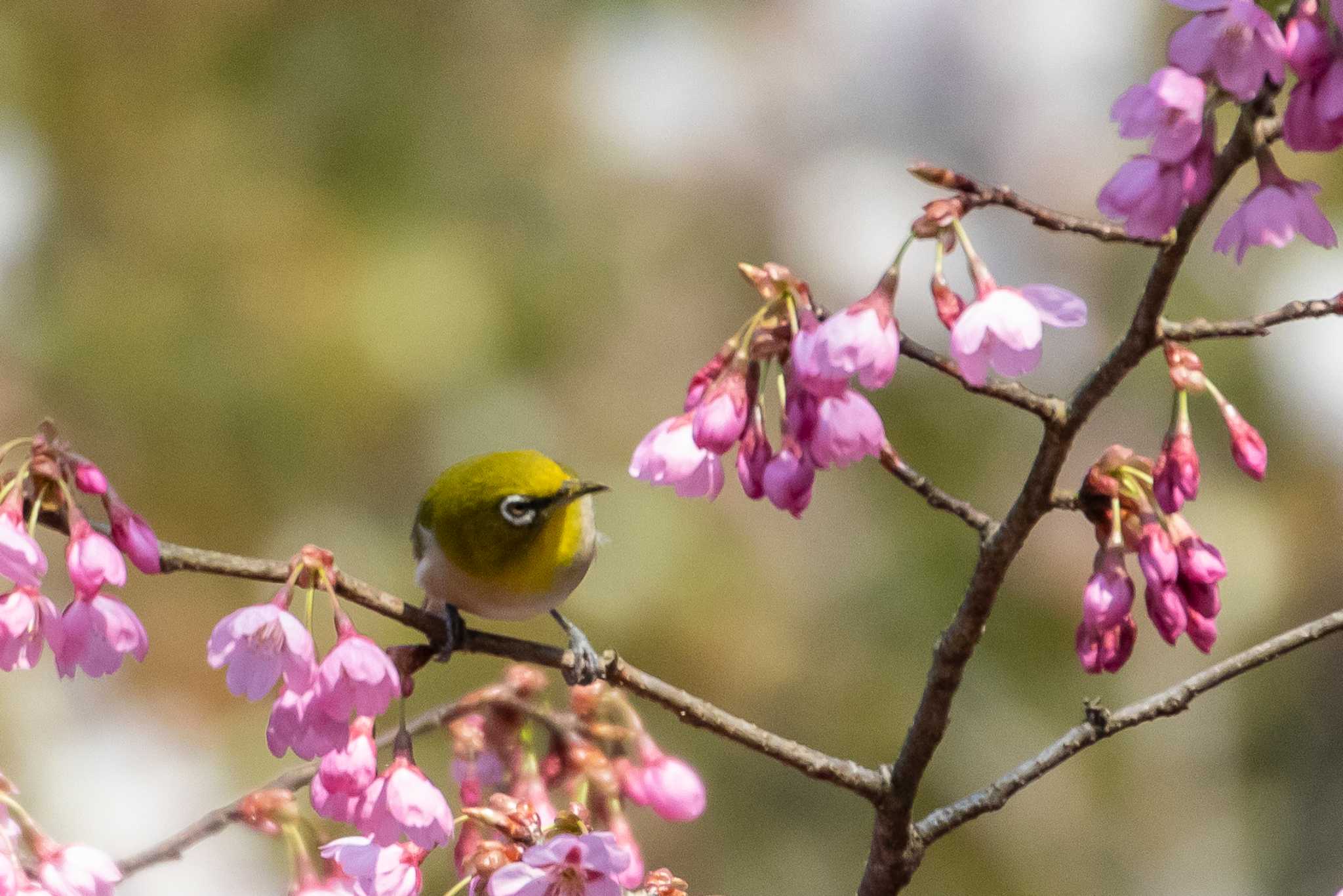 Warbling White-eye