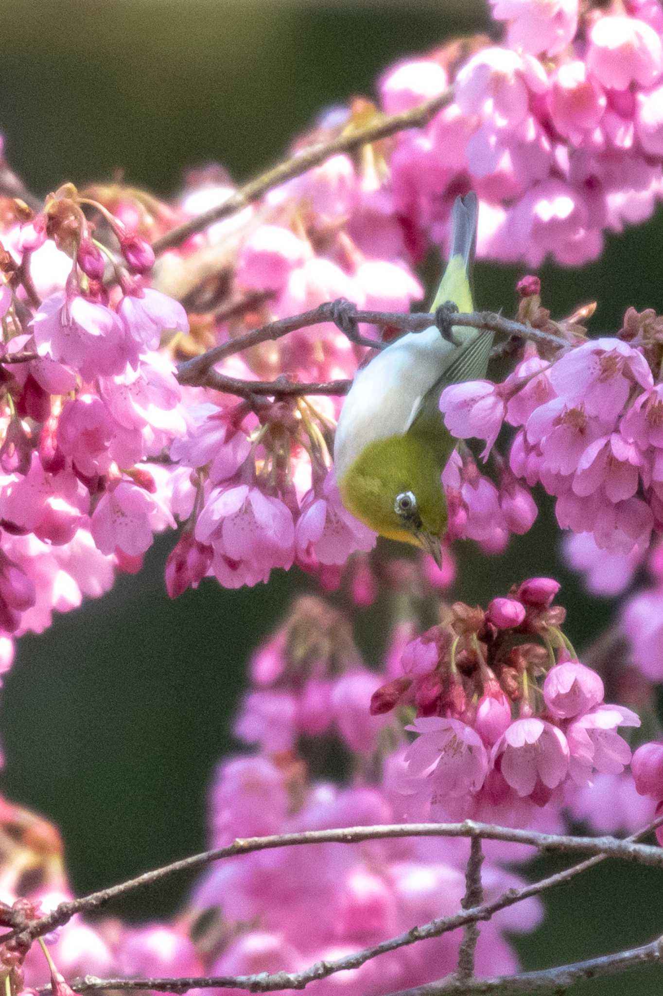 Warbling White-eye