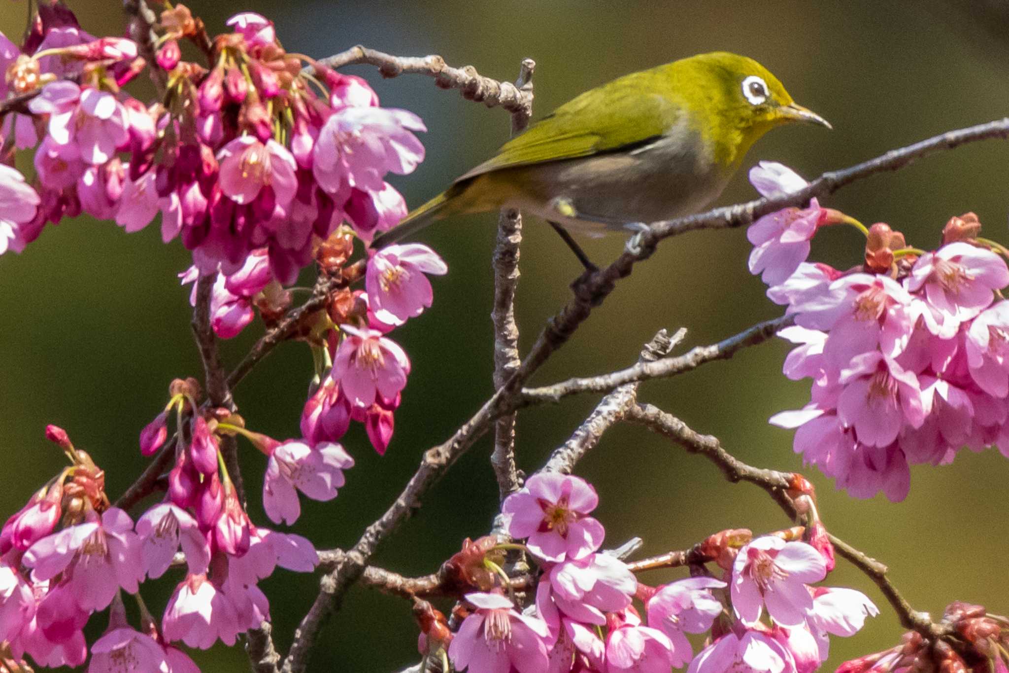 Warbling White-eye