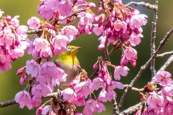 2020年4月4日(土) 涌谷城址 城山公園の野鳥観察記録