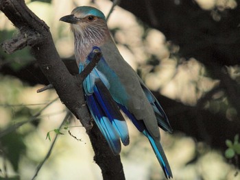 2010年10月15日(金) ケオラデオ国立公園の野鳥観察記録