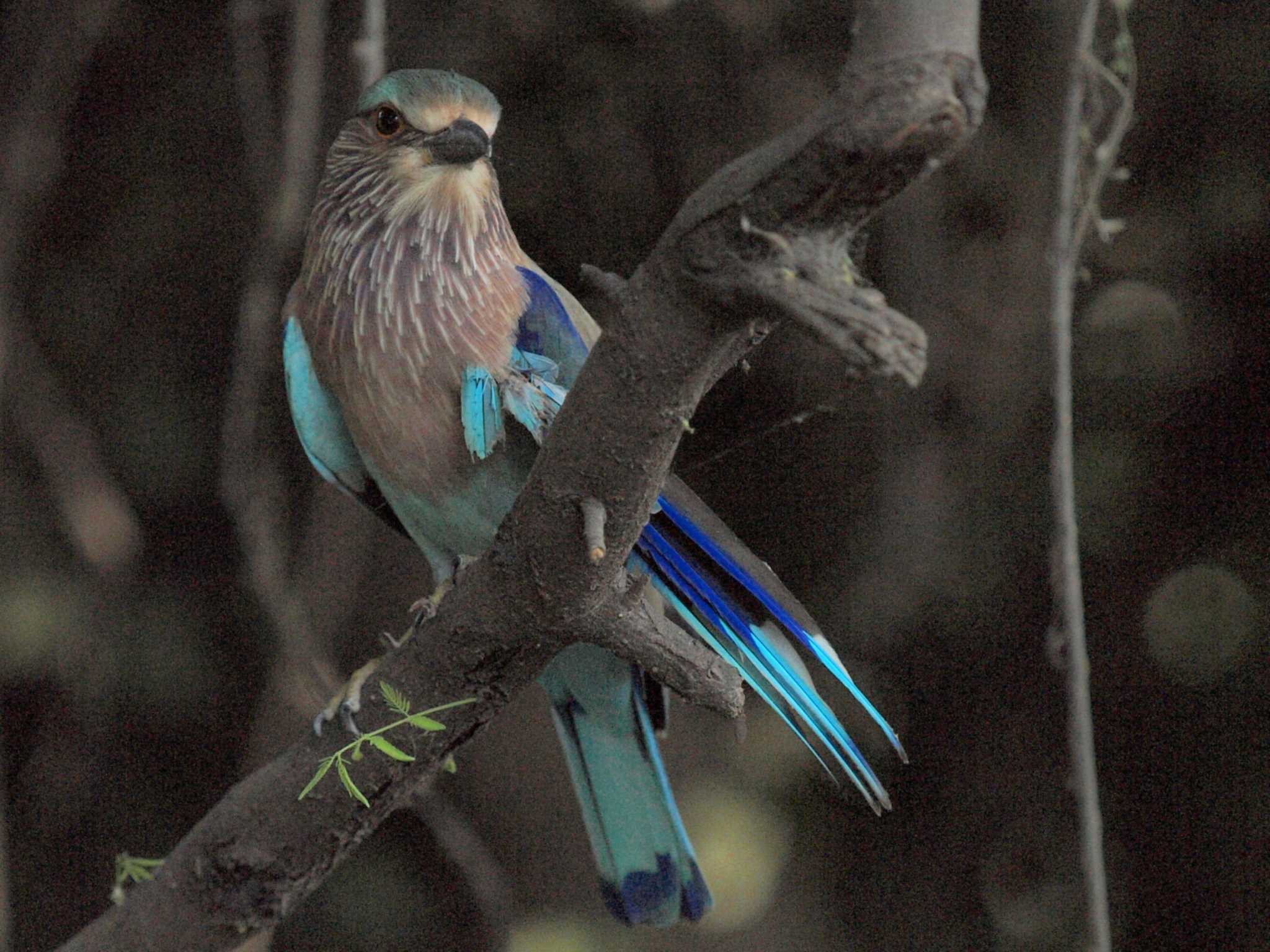 Indian Roller