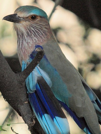 Indian Roller Keoladeo National Park Fri, 10/15/2010