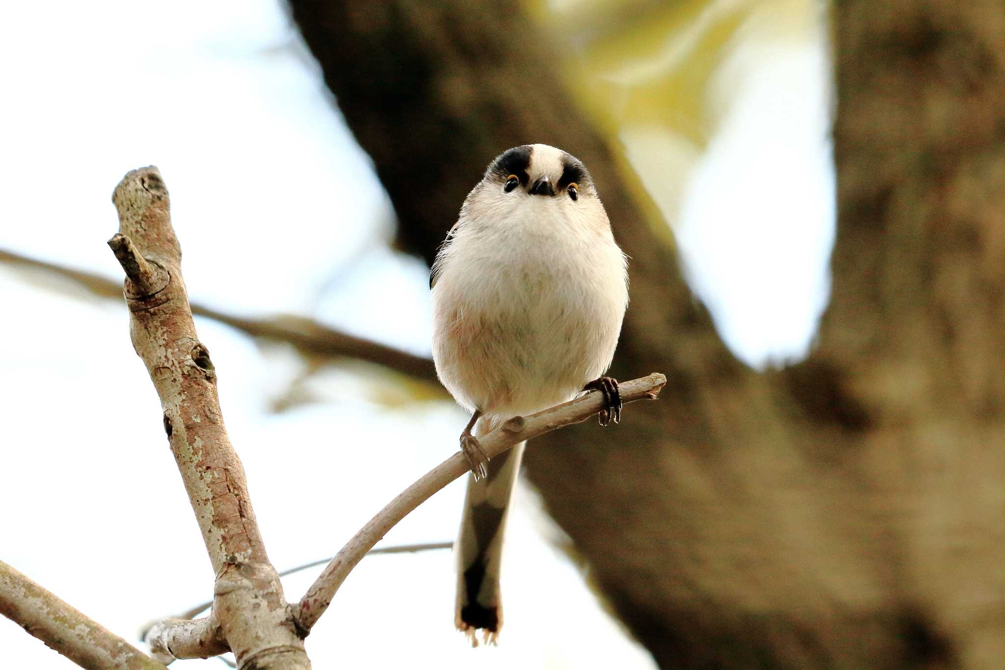 Photo of Long-tailed Tit at 夙川河川敷緑地(夙川公園) by いわな