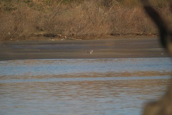 2020年2月21日(金) ゆうゆう公園の野鳥観察記録