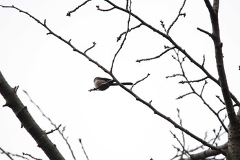 2020年2月22日(土) ゆうゆう公園の野鳥観察記録