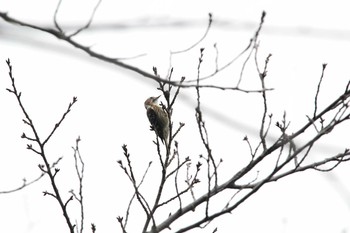 2020年2月22日(土) 五本松公園の野鳥観察記録