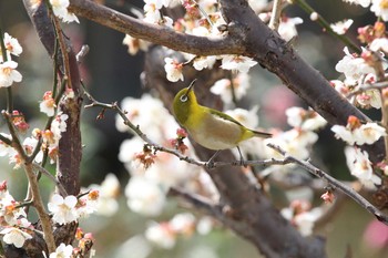 2020年2月27日(木) 我孫子市の野鳥観察記録