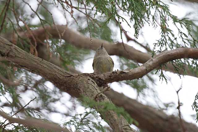 八柱霊園 キクイタダキの写真 by natoto