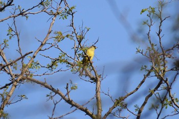 Sat, 4/4/2020 Birding report at 多摩川二ヶ領宿河原堰