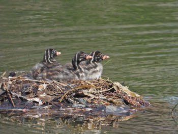 Little Grebe Unknown Spots Sat, 4/4/2020