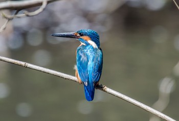 カワセミ 野川公園 2020年4月4日(土)