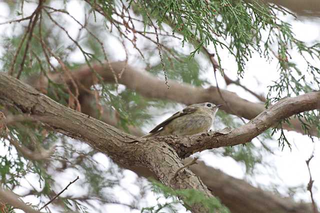 八柱霊園 キクイタダキの写真 by natoto