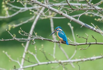 カワセミ 野川公園 2020年4月4日(土)