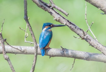 カワセミ 野川公園 2020年4月4日(土)