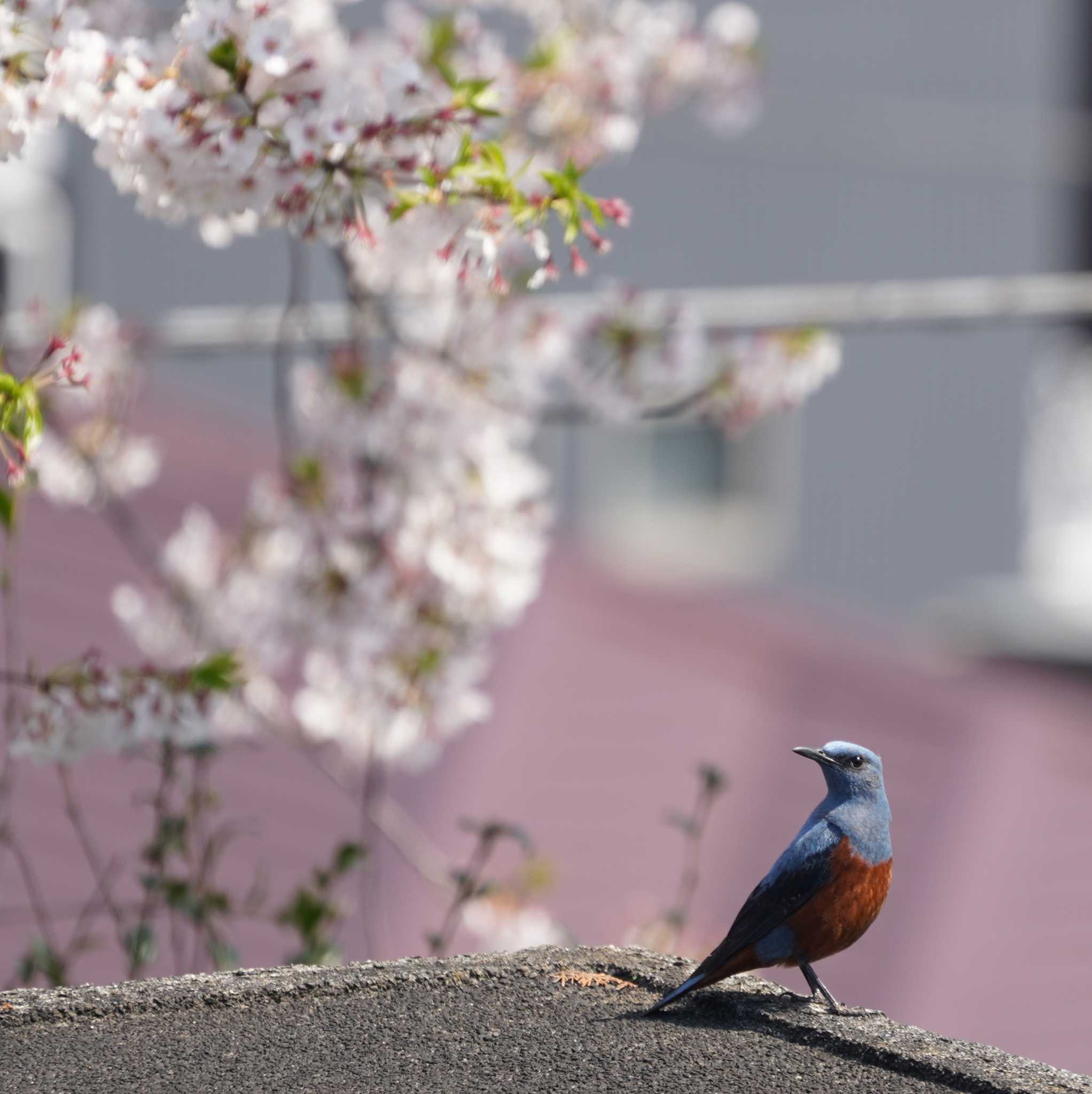 自宅 イソヒヨドリの写真 by misa X