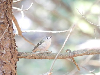 2020年4月4日(土) 北大研究林(北海道大学苫小牧研究林)の野鳥観察記録