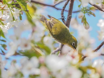 メジロ 西宮市鳴尾浜 2020年4月4日(土)