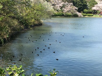 2020年4月4日(土) 三ツ池公園(横浜市鶴見区)の野鳥観察記録