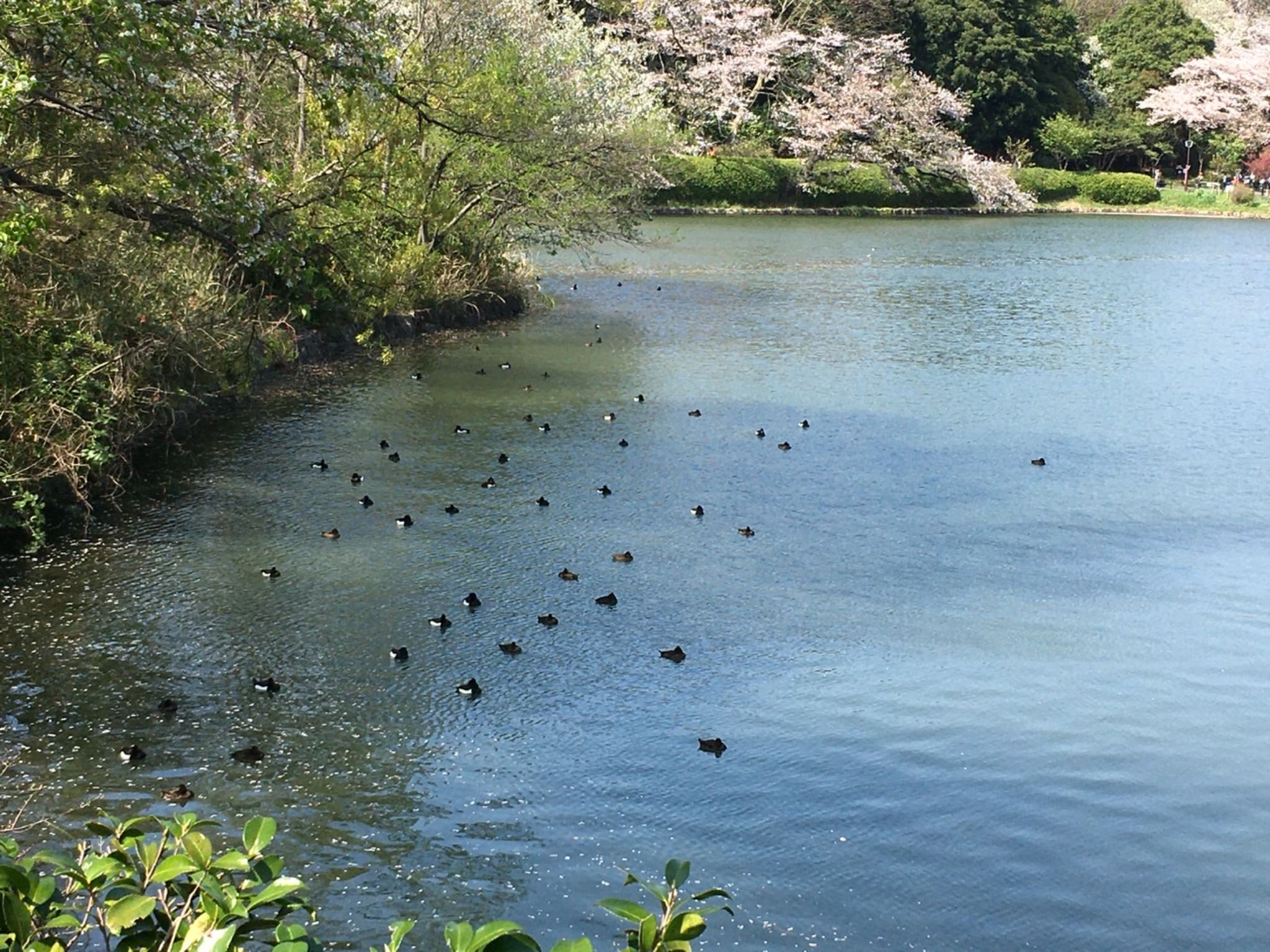 三ツ池公園(横浜市鶴見区) キンクロハジロの写真 by woze.