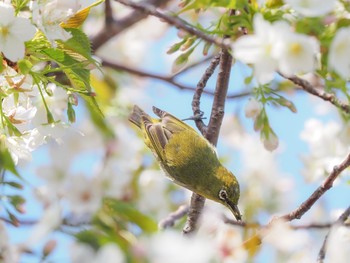 メジロ 西宮市鳴尾浜 2020年4月4日(土)