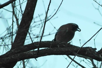 Eurasian Jay 群馬県 Thu, 3/26/2020