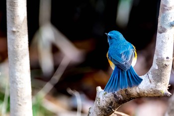 Red-flanked Bluetail 東京都 Sat, 1/20/2018