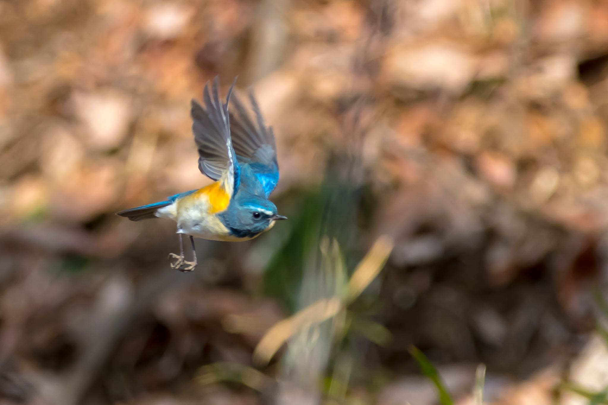 Photo of Red-flanked Bluetail at 東京都 by Noki