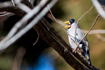 Japanese Grosbeak 東京都 Sat, 1/6/2018