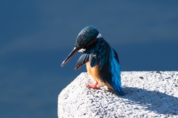 Common Kingfisher 東京都 Thu, 1/11/2018